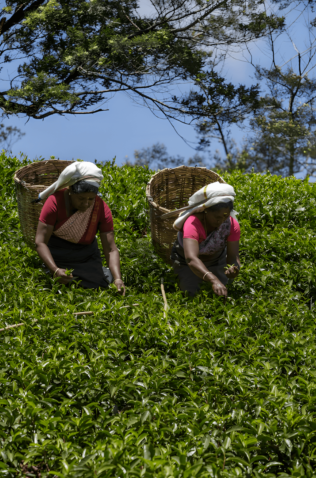 Tea Tours