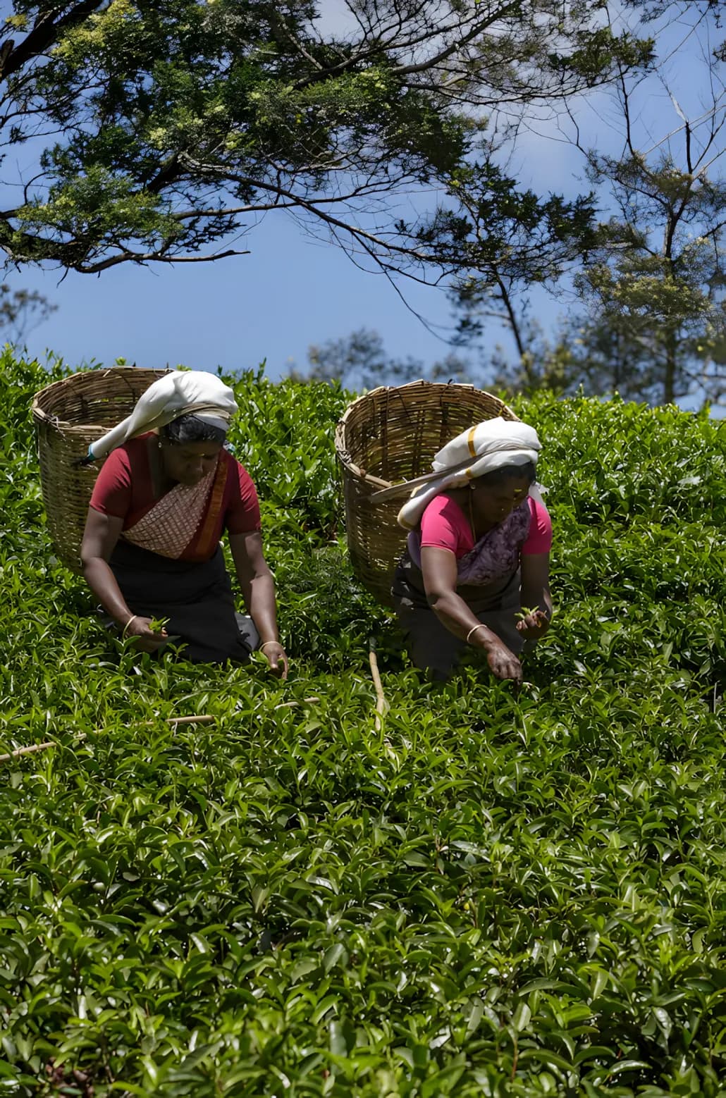 Ceylon tea plantation tours in Sri Lanka's hill country